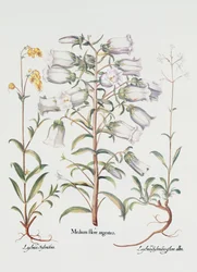 Campanule, Allemand, 18ème siècle